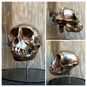 Cranial Monkey Skull Dissection